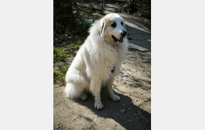 Sortie du 19 rencontre d'une belle "Patou"