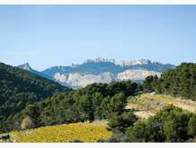 14 Nov. Dentelles de Montmirail