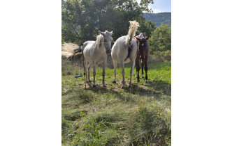 Sortie du 9. Ils nous attendaient au bord de la rouie !
